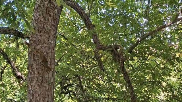 Diyarbakır’da sincapların ağaç üstündeki kovalamacası kameralara yansıdı 3