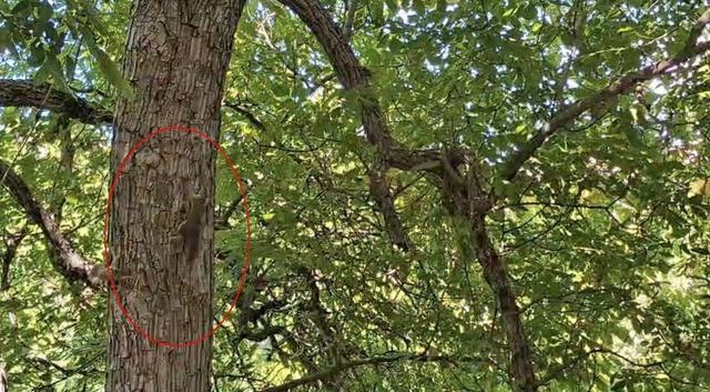 Diyarbakır’da sincapların ağaç üstündeki kovalamacası kameralara yansıdı 2