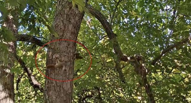 Diyarbakır’da sincapların ağaç üstündeki kovalamacası kameralara yansıdı 1