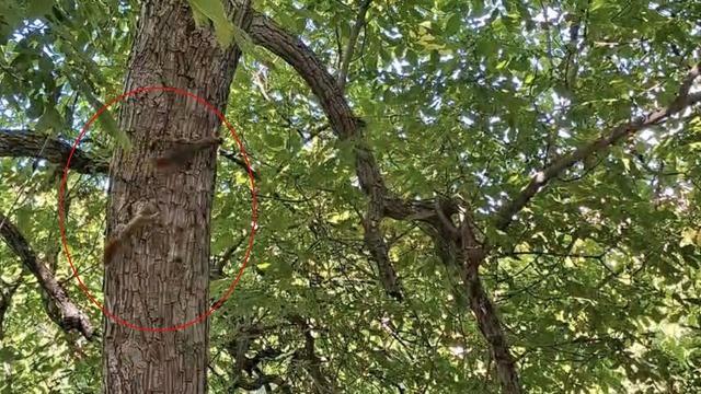 Diyarbakır’da sincapların ağaç üstündeki kovalamacası kameralara yansıdı