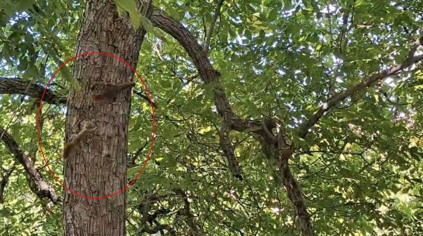 Diyarbakır&rsquo;da sincapların ağa&ccedil; &uuml;st&uuml;ndeki kovalamacası kameralara yansıdı