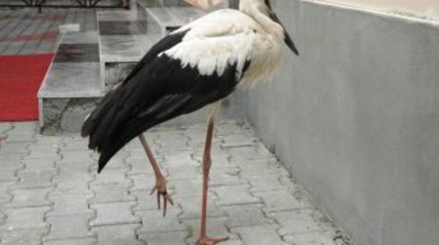 Yaralı leyleğe esnaf sahip &ccedil;ıktı