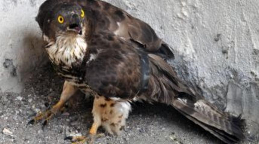 Yaralı şahine devlet koruması