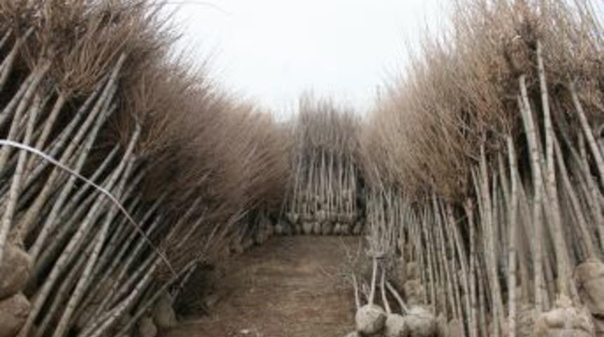 2010'u 1,7 milyon TL satışla kapatan fidancıların bu yılki hedefi 3,5 milyon