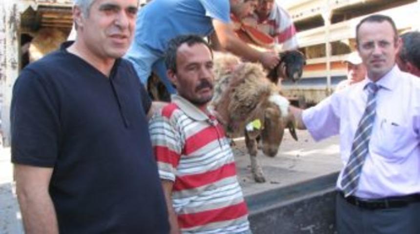 Mersin'de 69 aileye 966 k&uuml;&ccedil;&uuml;kbaş hayvan dağıtıldı