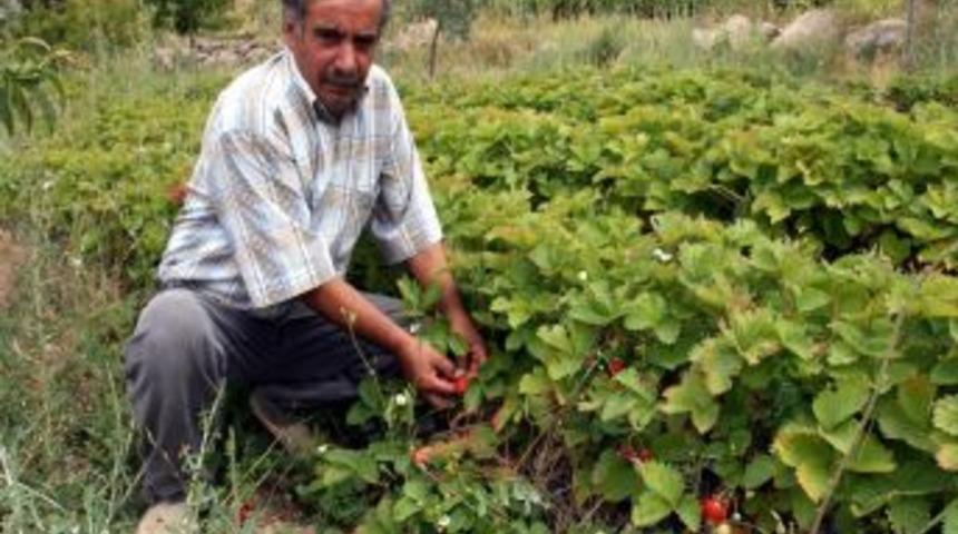 Organik &ccedil;ilek, g&ouml;&ccedil;&uuml; durdurdu