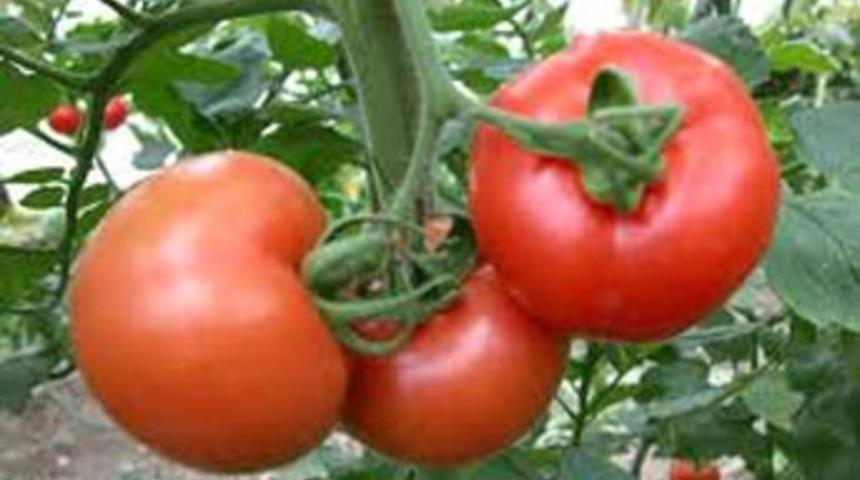 D&uuml;ne kadar &ccedil;&ouml;pl&uuml;kt&uuml;, artık domates tarlası