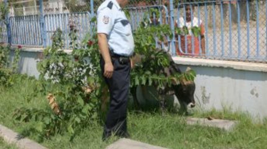 &Ccedil;alıntı buzağılar polis merkezinin bah&ccedil;esinde otluyor