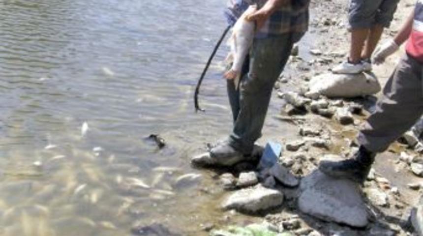 Sakarya Nehri'nde toplu balık &ouml;l&uuml;mleri meydana geldi
