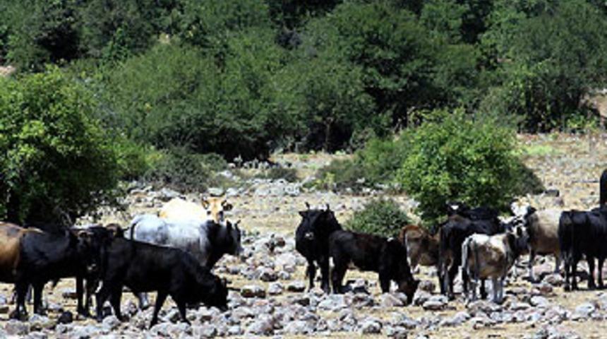 Dağa ka&ccedil;an inek koloni kurdu