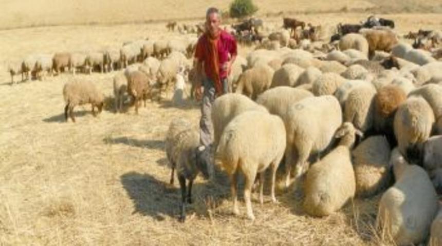 Kırıkkale, Romanov koyunu ve Halep ke&ccedil;isini sevdi