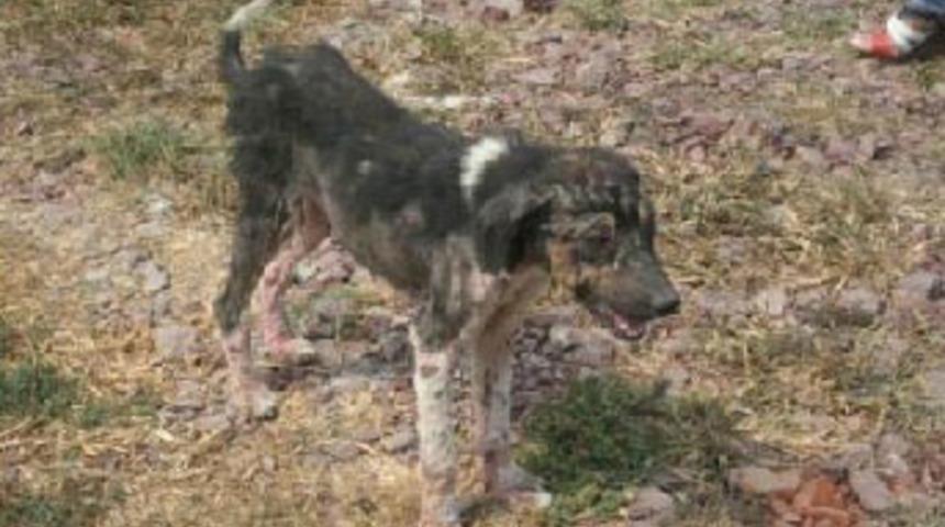 Hayvan barınağında havyanlar a&ccedil;lıktan &ouml;ld&uuml;