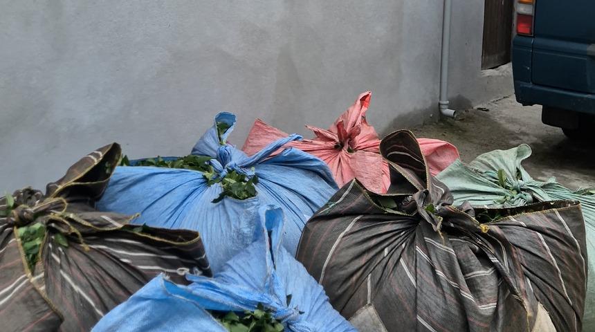 Rize&rsquo;de fıkra gibi olay: 20 bez &ccedil;ayı 2 salatalığa kurtardı