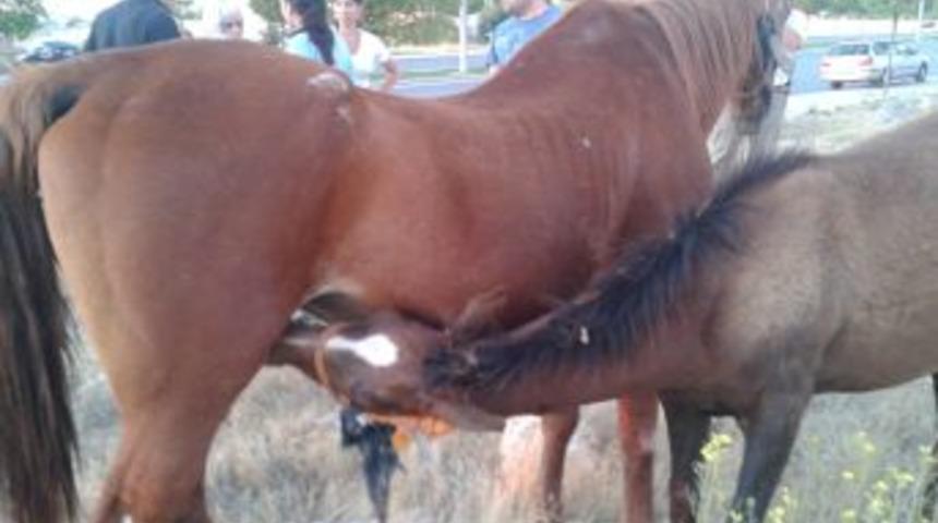Anne at, otomobilin &ccedil;arptığı tayın başından bir an olsun ayrılmadı