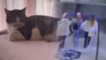 Tekmelediler ama pes etmedi: Mucize h�rs�zlar� p�sk�rtt�