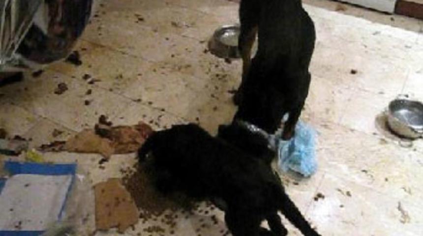 Hayvan katliamını polis &ouml;nledi