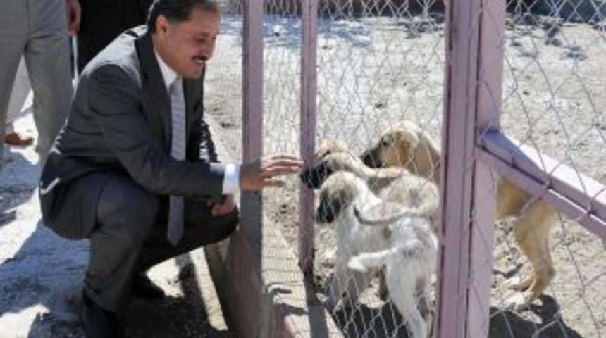 Malatya'da sokak hayvanlarının su ihtiyacı gideriliyor