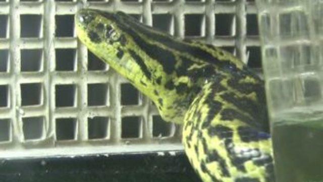 Dev akvaryuma konulan anakonda yılanı ziyaretçilerini bekliyor