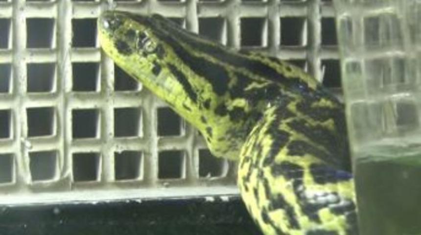 Dev akvaryuma konulan anakonda yılanı ziyaret&ccedil;ilerini bekliyor