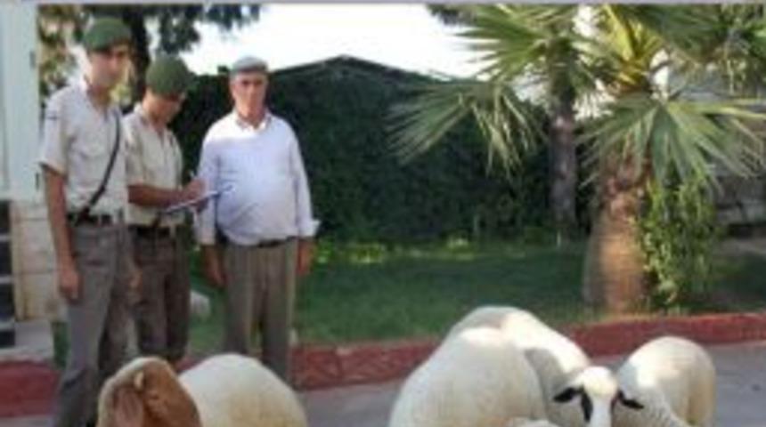 Koyun hırsızını, g&uuml;bre ele verdi