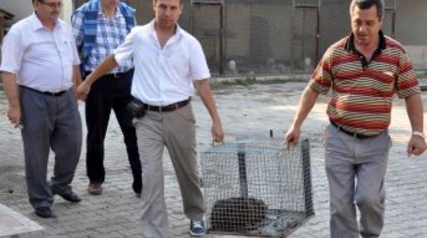 Su maymunu bilimsel araştırma i&ccedil;in Kırıkkale&rsquo;ye g&ouml;t&uuml;r&uuml;ld&uuml;