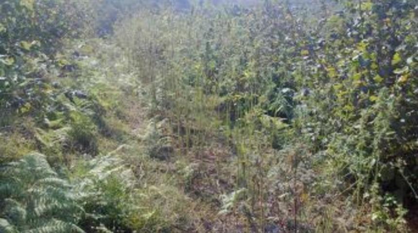 Jandarmadan kenevir operasyonu