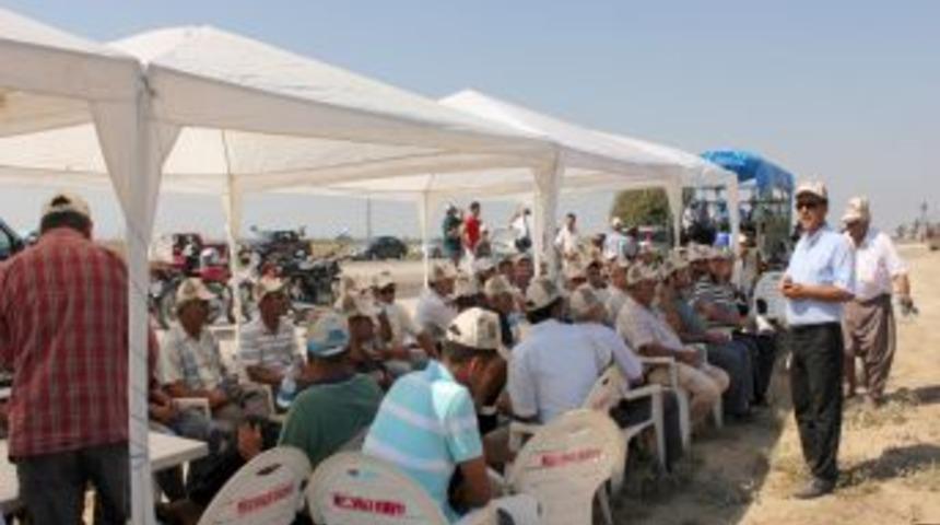 Yeni tohum t&uuml;rleri pamuğun verimini artırdı