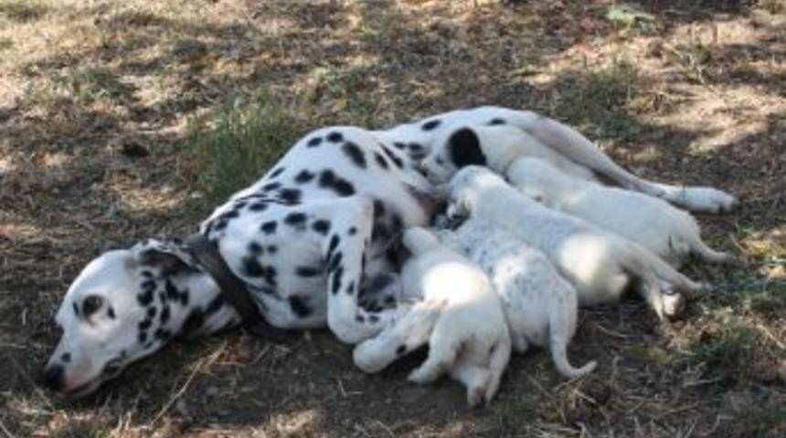 Yavru dalma&ccedil;yalılar, ilgi odağı oldu