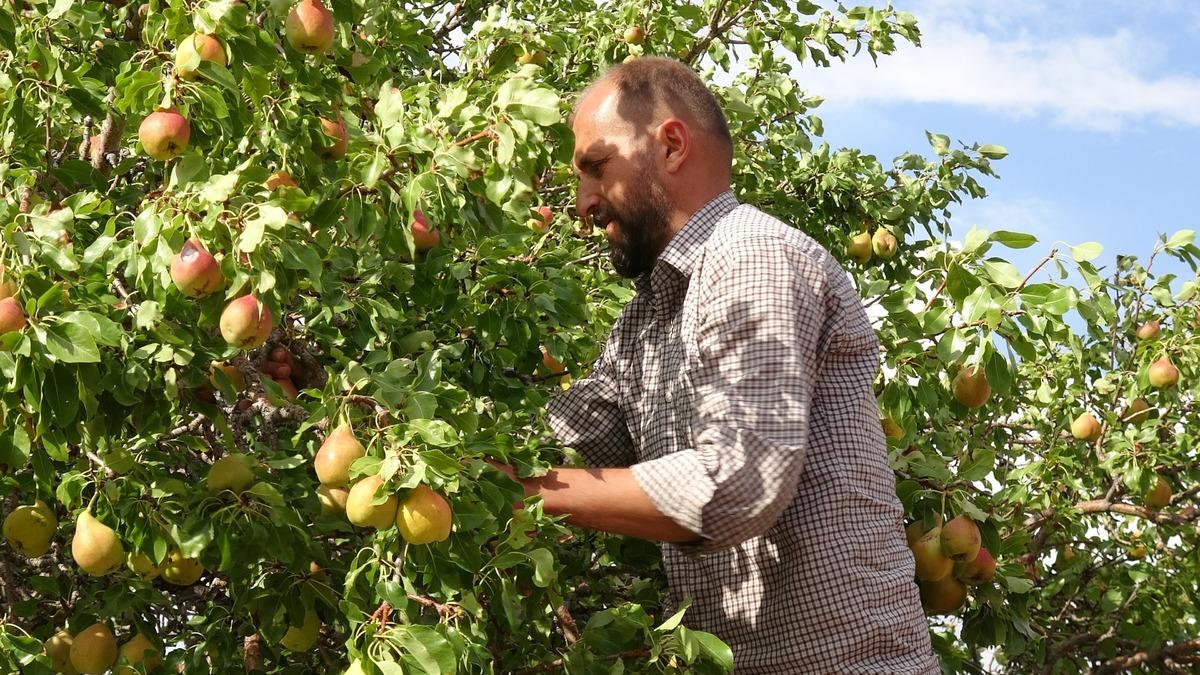 Talebe yetişemiyorlar! 1800 rakımda yetişiyor, kilosu 100 lirayı buluyor 1