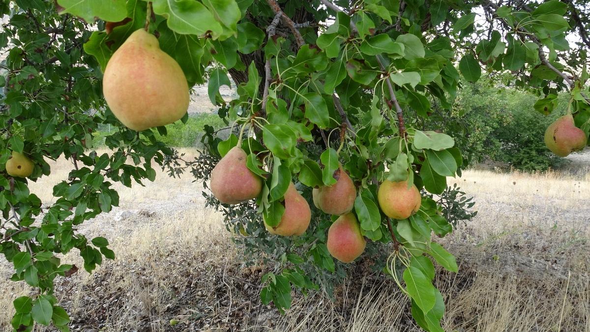 Talebe yetişemiyorlar! 1800 rakımda yetişiyor, kilosu 100 lirayı buluyor 2