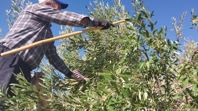 Mersin’de sezon başladı! Fiyatı elek gözüne göre değişiyor