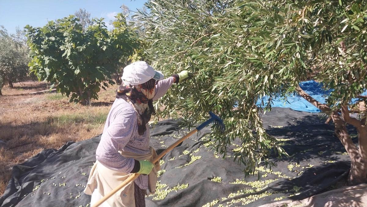 Mersin&rsquo;de sezon başladı! Fiyatı elek g&ouml;z&uuml;ne g&ouml;re değişiyor 2