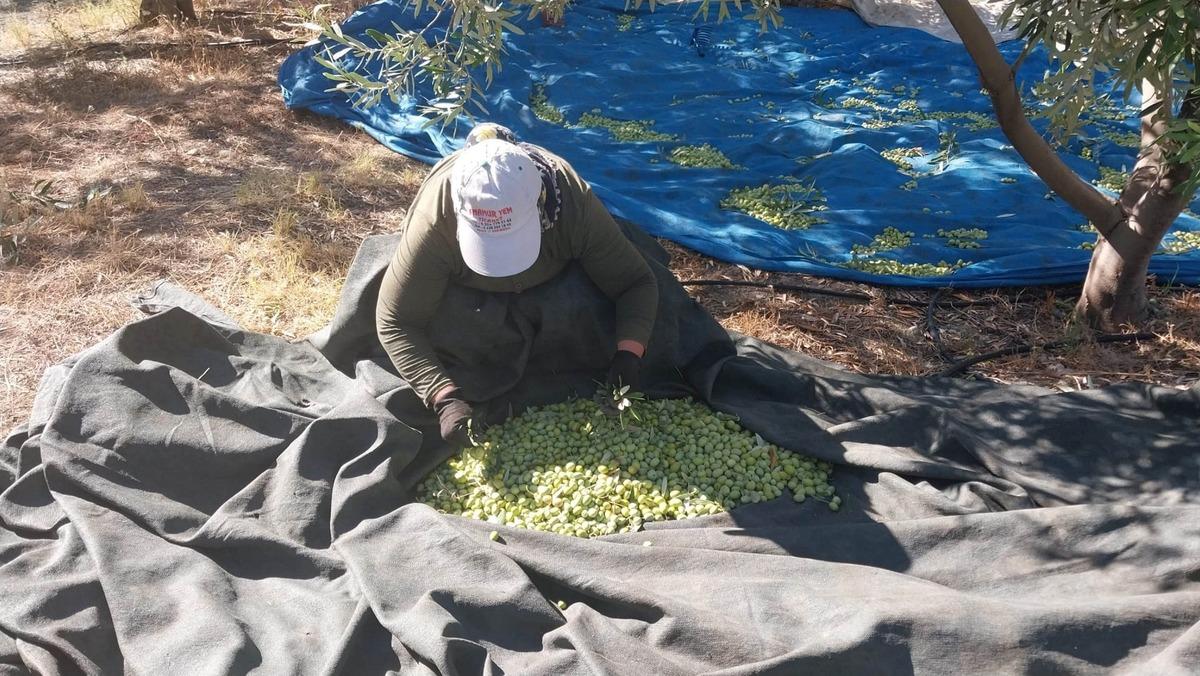 Mersin&rsquo;de sezon başladı! Fiyatı elek g&ouml;z&uuml;ne g&ouml;re değişiyor 1