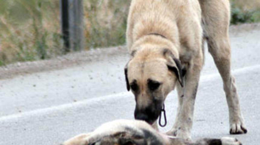 Anne k&ouml;peğin y&uuml;rek burkan hali