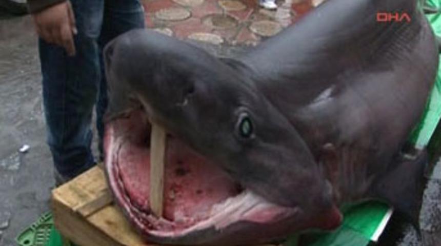 Marmara'da dev k&ouml;pek balığı yakalandı