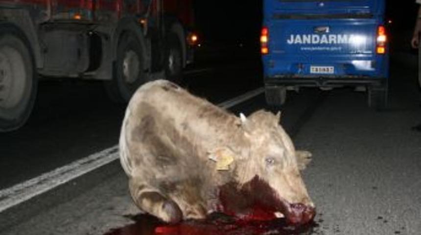 TEM'de meydana gelen kazada 10 b&uuml;y&uuml;kbaş hayvan telef oldu