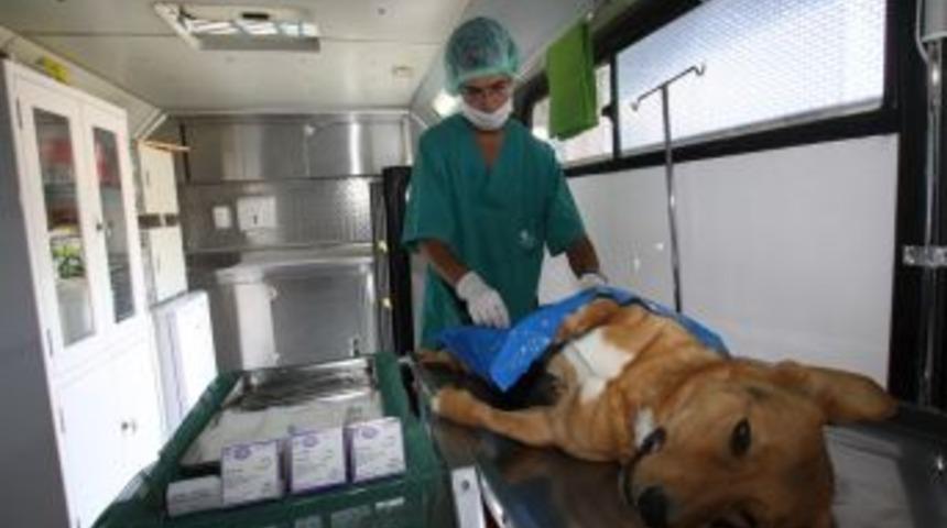 &Ccedil;ubuk'ta sokak hayvanları kısırlaştırılıyor