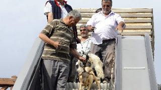 Üstgeçitte keçili eylem