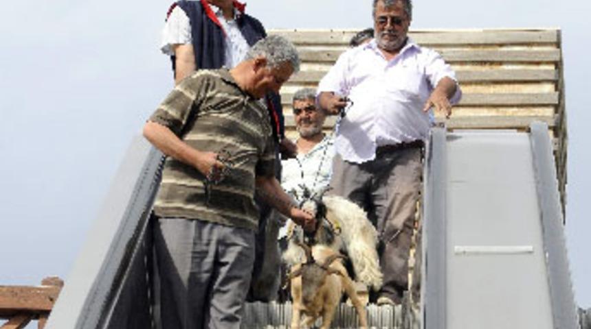 Üstgeçitte keçili eylem