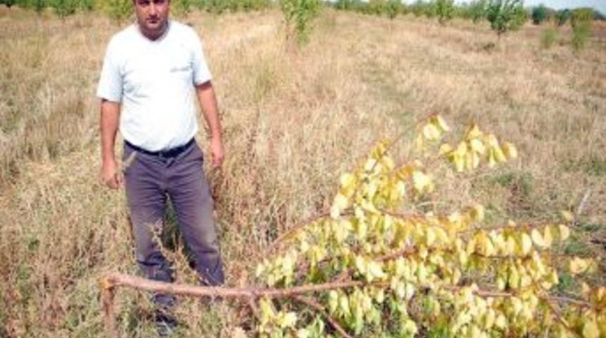 Bah&ccedil;esinde bulunan 250 kayısı ağacını kestiler