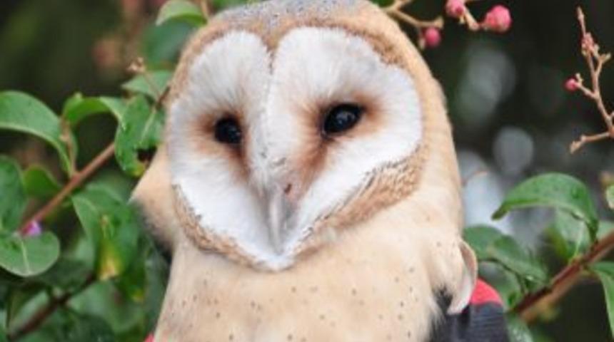 U&ccedil;amayan yavru baykuş koruma altına alındı