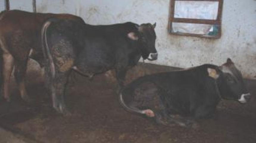 Yozgat&rsquo;tan b&uuml;y&uuml;k illere 26 bin kurbanlık hayvan sevki yapılacak