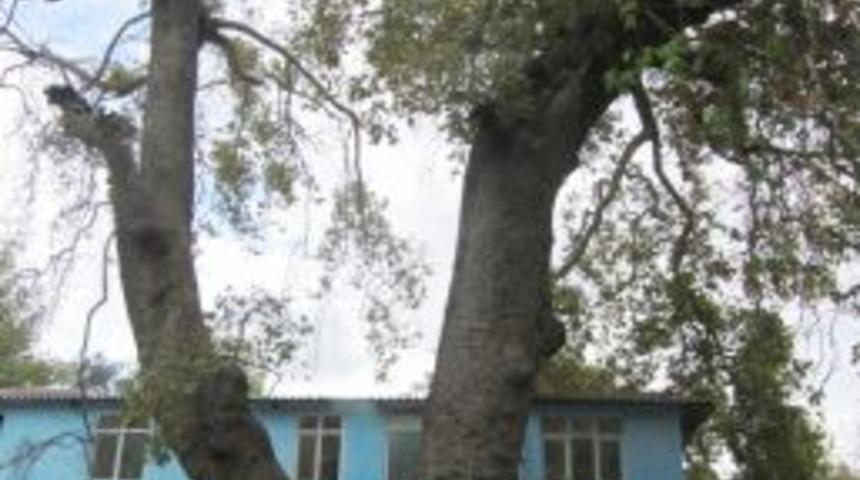 9 asırlık ağacı kurtarmak için harekete geçildi