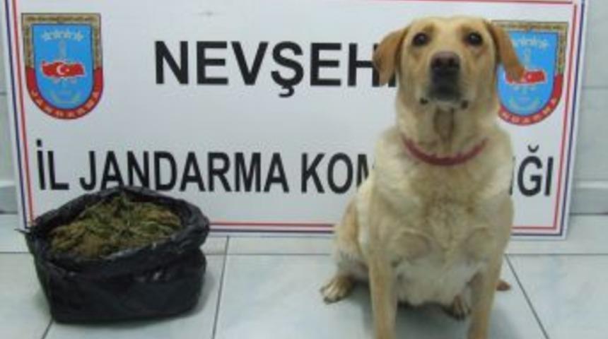 Esrar satıcıları tutuklandı