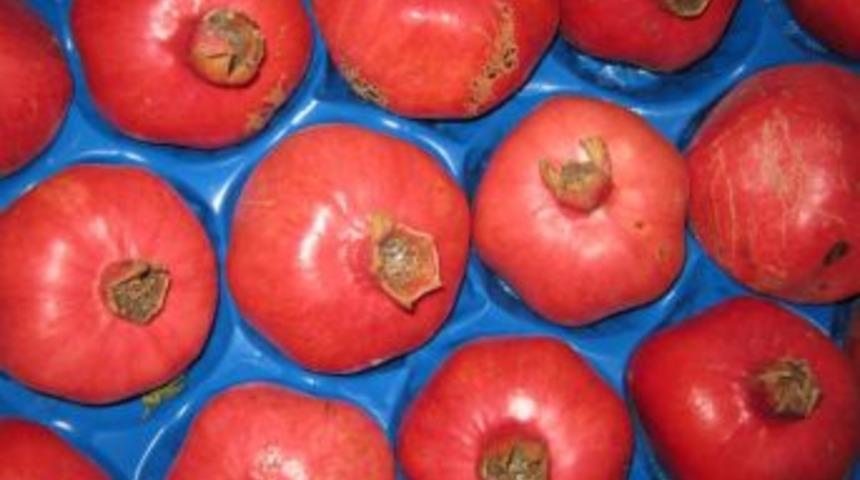 Kağızman'a nar yetişti