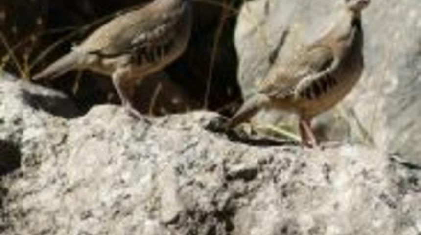 Buraya nasıl kıyacaksınız?