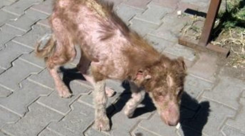 Kağızman'da uyuz k&ouml;pek paniği