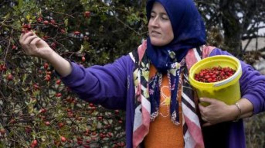 Eskişehir&rsquo;de yabani meyvelerle karışık ormanlar kurulacak