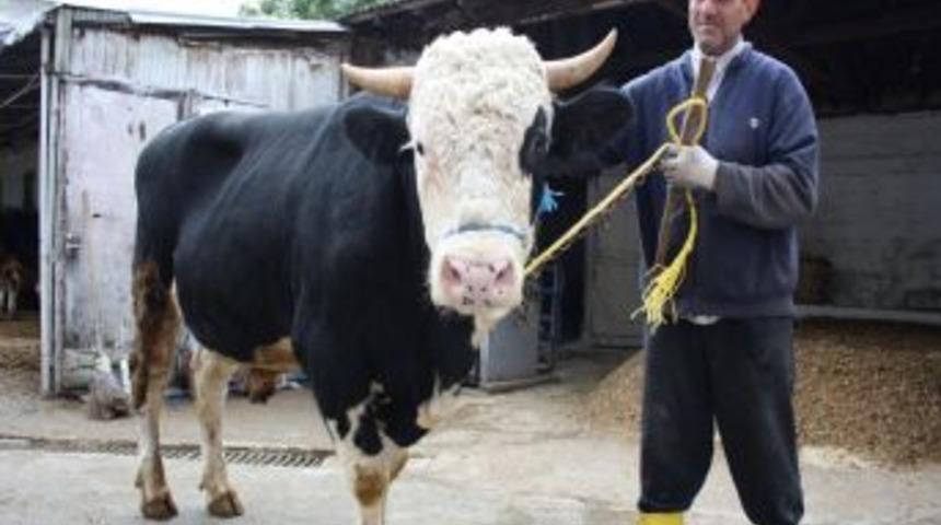 1 tonluk boğa, fiyatıyla cep yakıyor