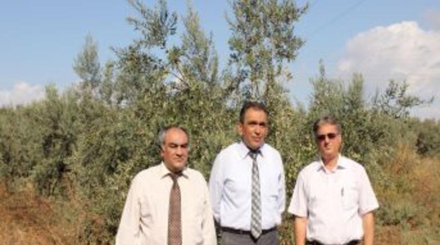 Zeytin Gen Merkezi denilen alanda okul yapımı tartışması tekrar başladı